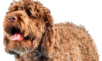 Labradoodles For Christmas - Dog and Puppy Pictures