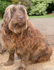 Labradoodles For Christmas - Dog and Puppy Pictures