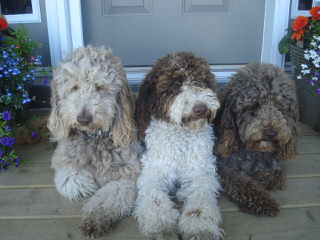 Adorable Down East Labradoodles - Dog and Puppy Pictures