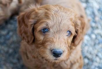 Sakura Garden Labradoodles – Virginia - Dog and Puppy Pictures