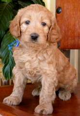 Danmar Labradoodles F1 Labradoodles And Mini Australian Labradoodles - Dog and Puppy Pictures