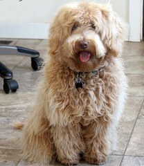 Blazing Star Doodles – Labradoodles, Goldendoodles And Aussiedoodles – 3 Yr Guarantee - Dog and Puppy Pictures