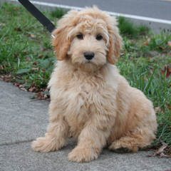 Sutter Buttes Labradoodles & Goldendoodles - Dog and Puppy Pictures