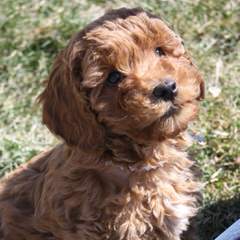 Delaware doodles: Australian mini & micro mini Multigen Labradoodle & toy Multigen Labradoodle pups - Dog Breeders