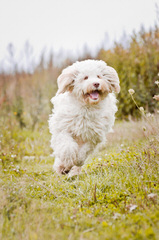 A Walk In The Park Labradoodles Has Alf4 Labradoodle Puppies! A Male And A Female. - Dog Breeders