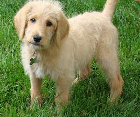 Living Streams Labradoodles And Goldendoodles Puppies Available - Dog Breeders