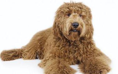 Alpen Ridge Australian Labradoodles - Dog Breeders