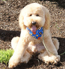 Lincoln Manor Labradoodles - Dog Breeders