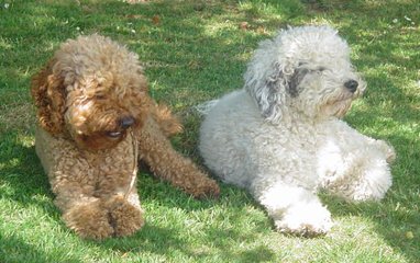 Bad Companys Labradoodles - Dog Breeders