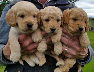 Spring Creek Labradoodles & Goldendoodles - Dog Breeders