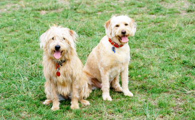 Whispering Winds Labradoodles - Dog Breeders