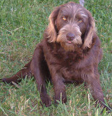 Labradoodles By Janda Specializing In Red Doodles - Dog Breeders