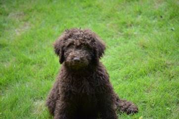 Highland Beach Labradoodles - Dog Breeders