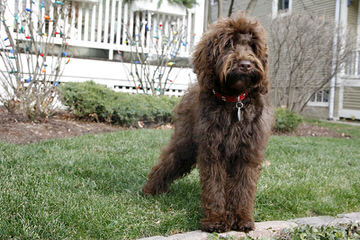 Just A Walk Home Breeder Of Rare Parti Multigen Labradoodles. All Sizes Available - Dog and Puppy Pictures