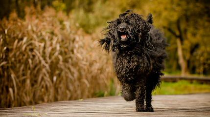 Luv-a-Doodle - Dog Breeders