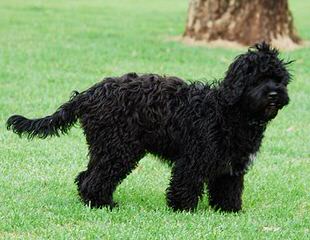 Labradoodle Angels - Dog Breeders