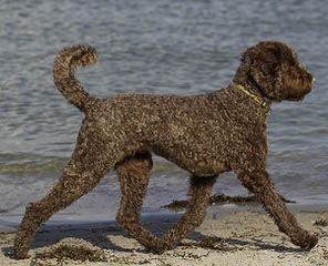 St. Clair Labradoodle Kennels - Dog and Puppy Pictures