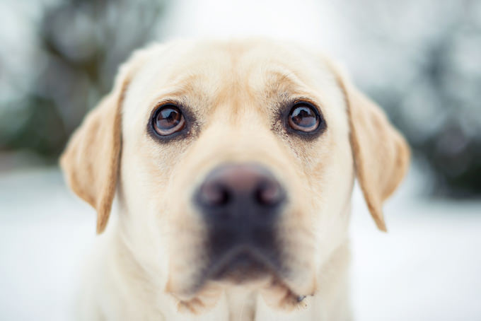 Labrador Retriever Dogs and Puppies