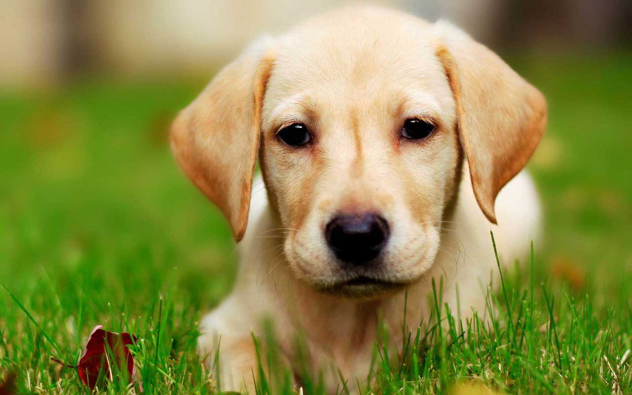 Labrador Retriever Dogs and Puppies