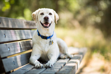 Playful Lab Paws - Dog and Puppy Pictures