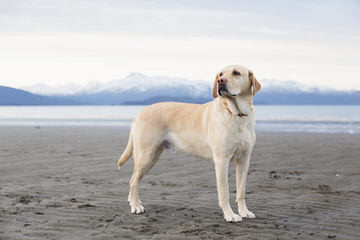 Mirage Labrador Retrievers - Dog Breeders