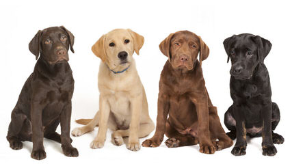 Akc Silver, Charcoal, & Black Labrador Retrievers - Dog Breeders