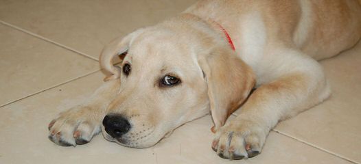 Countryveiw Labradors - Dog Breeders