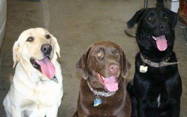 Legacy Labradors at BoulderCrest - Dog Breeders