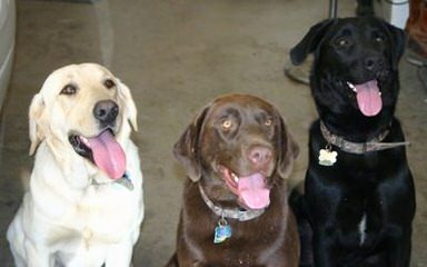 R&D Retrievers - Dog and Puppy Pictures