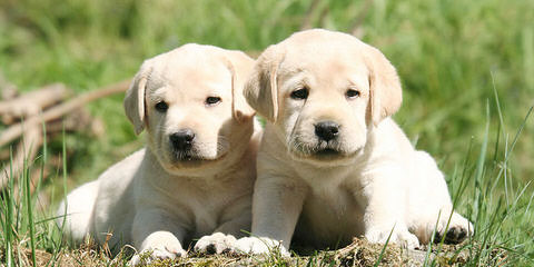 Labrador Retriever Puppy - Dog and Puppy Pictures