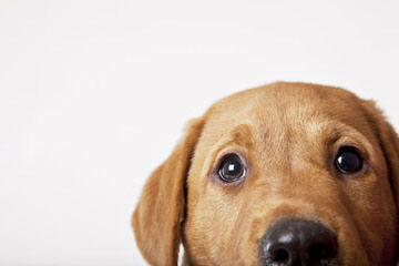 One Male Chocolate Lab Puppy For Sale - Dog and Puppy Pictures