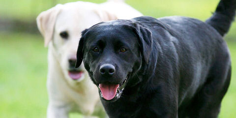 Trinity Labrador Retrievers - Dog Breeders