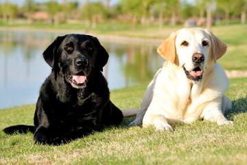 Labrador Retriever - Dog Breeders