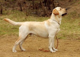 Chocolate Labradors At Stud. - Dog and Puppy Pictures