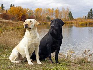 Legacy Labradors.. English Labrador Retrievers With A History Of Distinction . - Dog Breeders