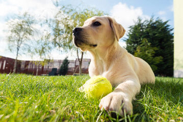 Chocolate Labrador Retrievers - Dog Breeders