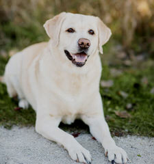 Labrador Retriever – Manchester Labradors - Dog Breeders