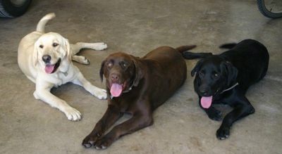 Missouri White Tail Labradors - Dog Breeders