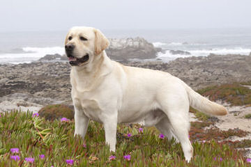 Barnstore of New England - Dog Breeders