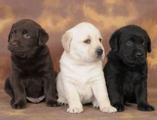 Akc White Lab Puppies - Dog Breeders