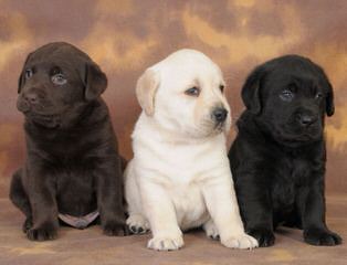 Yellow Labrador Puppies - Dog Breeders