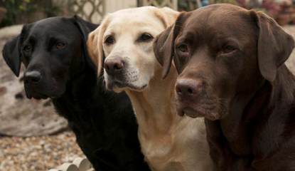Labrador Puppies 4 Sale - Dog Breeders