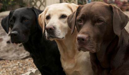 Inian Creek Retrievers - Dog Breeders