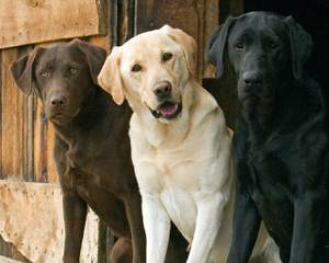 Trinity Labrador Retrievers - Dog Breeders