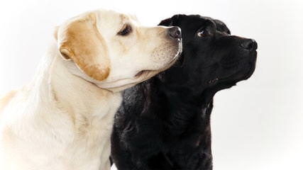 Persimmon Hill Labradors - Dog and Puppy Pictures