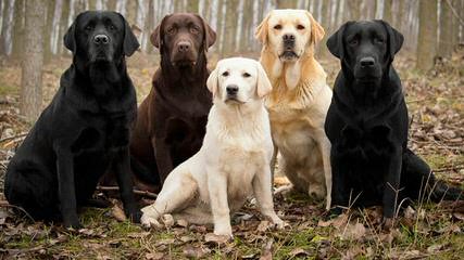 Pine Ridge Labradors - Dog Breeders