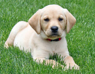 Quality Blk, Ylw And Chlt Labradors! - Dog Breeders