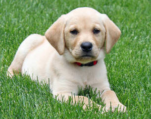 Silver And Charcoal Labs - Dog and Puppy Pictures