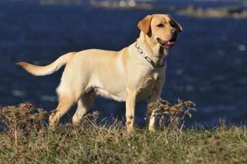 Rippling Spring Puppies, Labs That Will Warm Your Life - Dog and Puppy Pictures