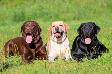 Trinity Labrador Retrievers - Dog and Puppy Pictures